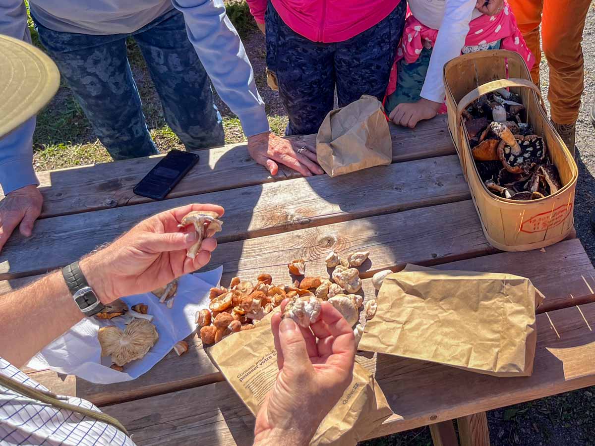 Mycologie 101 dans Lanaudière