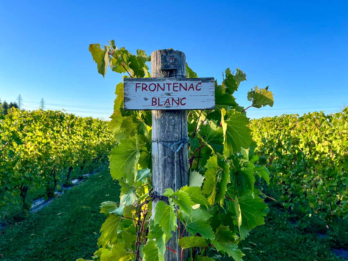 Vendanges au Bourg des Cèdres