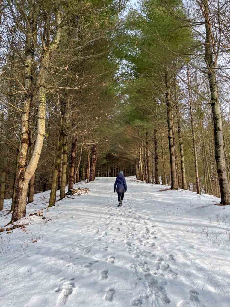 Paysage de forêt boréale sous la neige en hiver - Boreal forest landscape under snow in winter