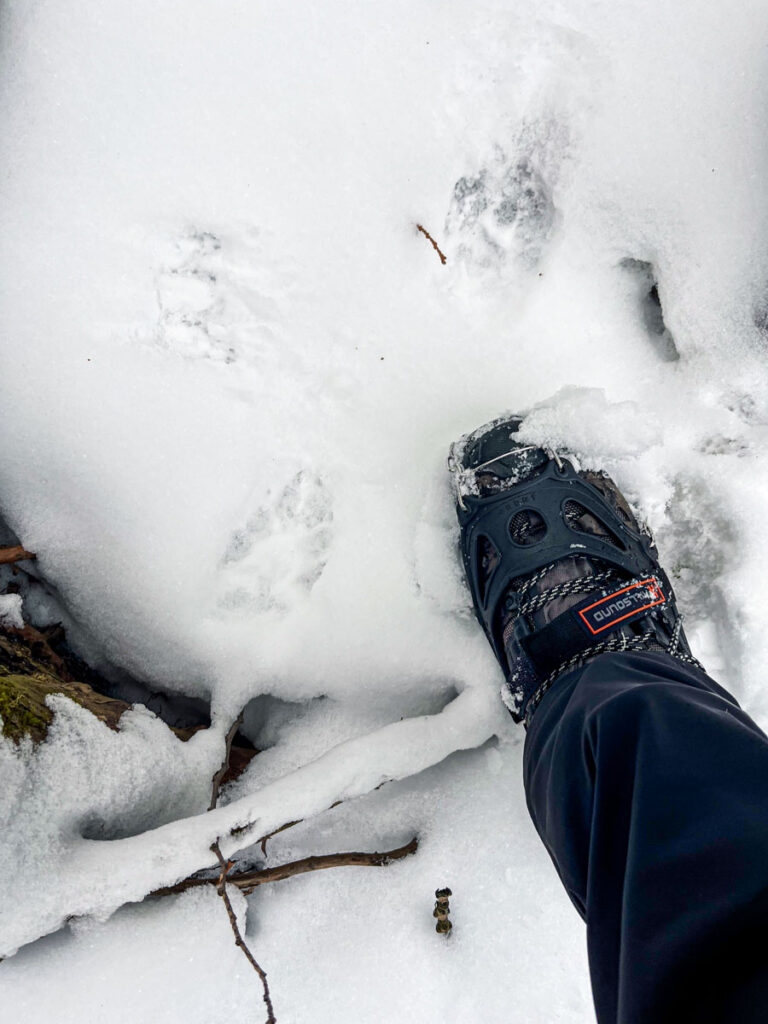 Empreintes de coyotes dans la neige profonde - Coyote tracks in deep snow